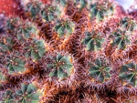 San Miguel de Allende, El Charco del Ingenio Jardín Botánico